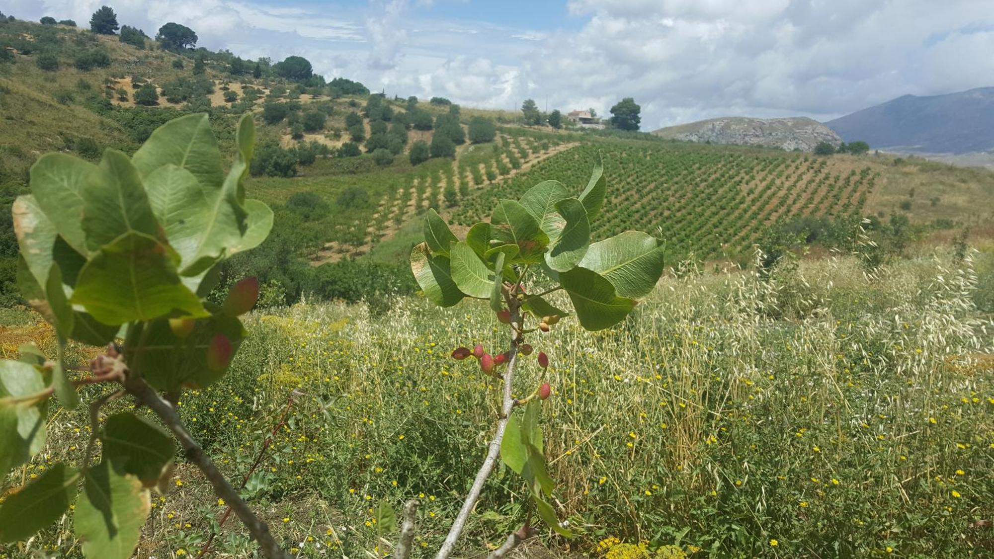 Agriturismo Gessi Calatafimi Luaran gambar